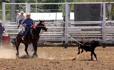 You can narrow your search for a horse by visiting our category page or using the search functions on the right (for desktop) or lower on this screen (for mobile). . Calf roping horse for sale near georgia